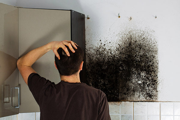 Mold Remediation Encino