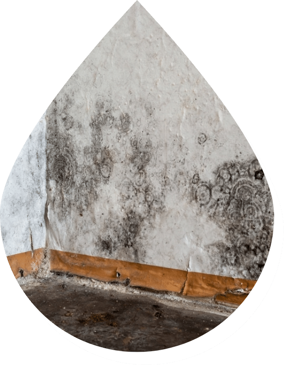 Water Damage Restoration Team in Encino